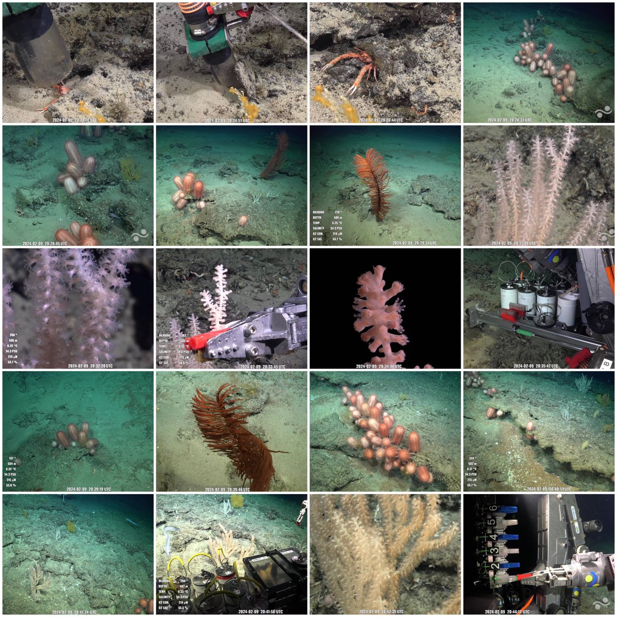 @SchmidtOcean dive 651 #sepacificseamounts @schmidtocean /7