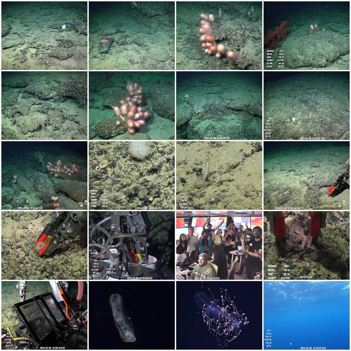 @SchmidtOcean dive 651 #sepacificseamounts @schmidtocean /8