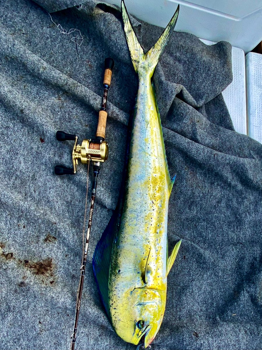 Morena53 でシイラ
ペンシルで食わせて、ショートベイトロッドをこれでもかと言う程、ブチ曲げるのは中毒性の塊。 

#BOMBADA