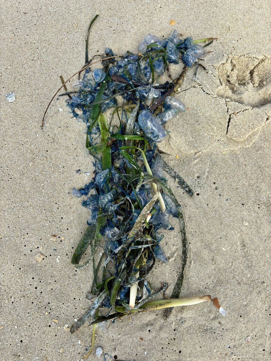 Looking for beach-cast #Posidonia #seagrass fragments for #restoration sometimes ends in finding natural beach art instead