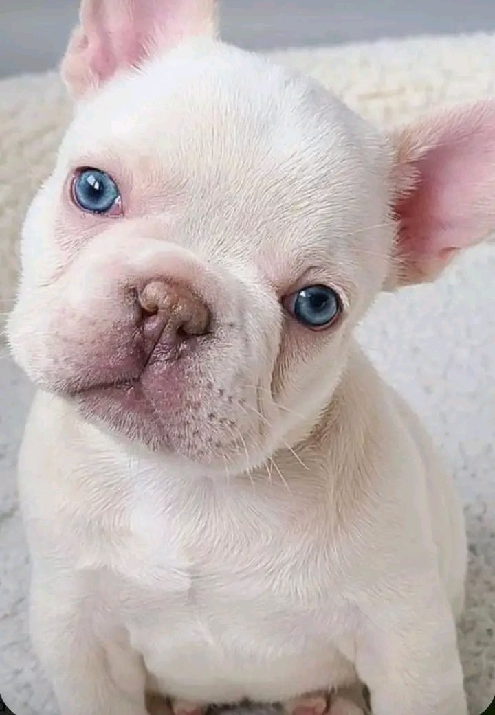 Adorable looks 😘 #Frenchie #frenchielover