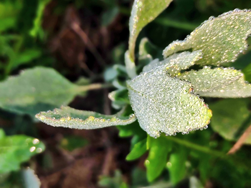 1st Frosty morning of the winter 2024
Min Temp 0.4℃ 
Siwani, Haryana