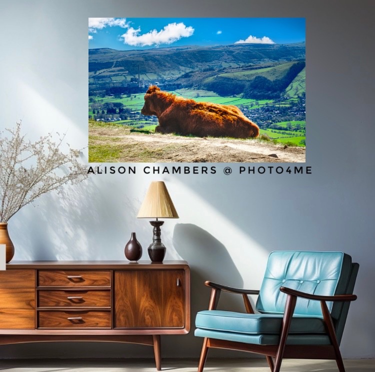 🐮 Enjoying The View From Mam Tor©️. Available from; shop.photo4me.com/1307240 & alisonchambers2.redbubble.com & 2-alison-chambers.pixels.com #mamtor #mamtorsummit #castleton #cow #enjoyingtheview #peakdistrictnationalpark #peakdistrict #peakdistrictphotography
