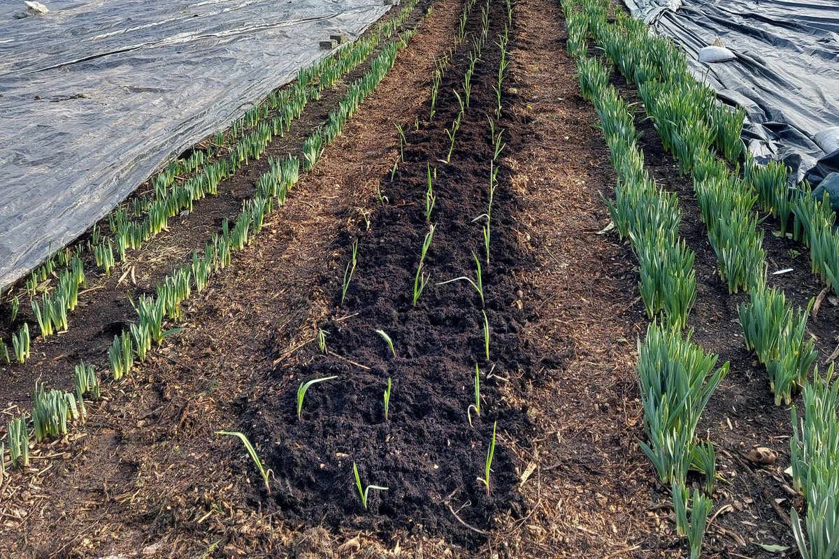 GardenerGareth's tweet image. Freshly planted bed of Garlic, between two beds of Daffodils

#SmallScaleFarming #Organic #MarketGardening #Donegal