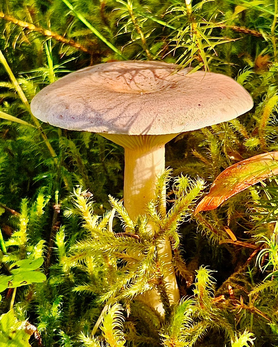Melkzwam // Lactarius // Milkcap 

#mushrooms #fungi #pilze #hongos #shroom #mushroom_magic_world #fungifreaks #naturelover #macronature #mushroomoftheday #outside #photooftheday #fairytale #magic #forest #nature #earth #spores #winter #milk #cap #lactarius #lofoten