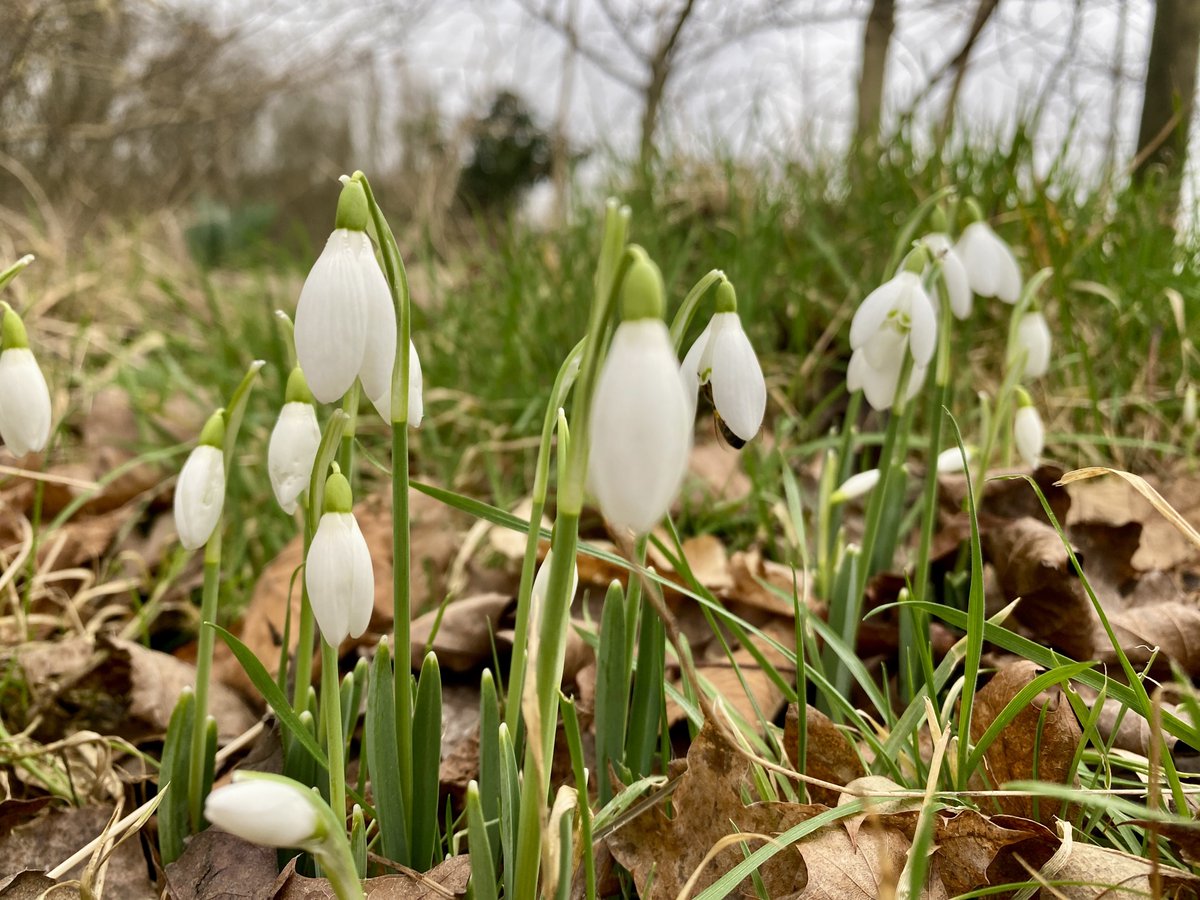 Things to make your heart sing 🙌 Snowdrops on @OurTurnMoss and there’s a hungry little honey bee getting nectar and pollen from one of them. Look very closely, can you spot it? 🐝🍯 #stretford #manchester #spring
