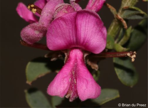 SANBI_ZA's tweet image. Our #PlantofTheWeek, Indigofera denudata, is a striking shrub that produces an abundance of pink-magenta flowers throughout the year, with most flowers in autumn and spring