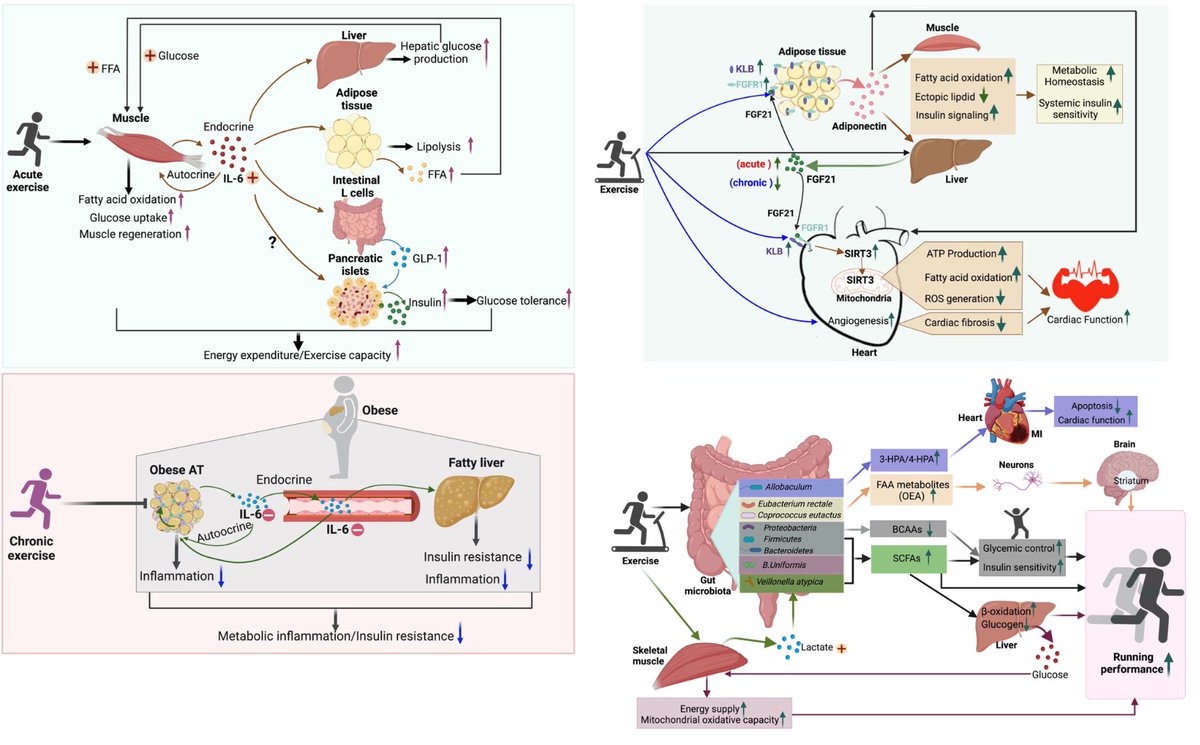 This review aims to explore the molecular pathways whereby exerkine networks mediate the cardiometabolic adaptations to exercise in animals and/or humans.