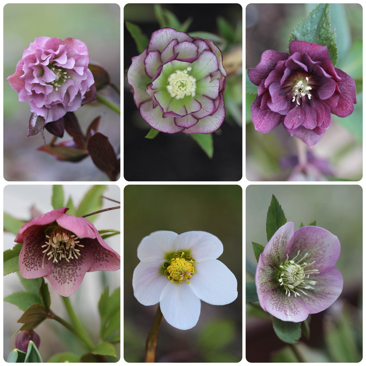 Waiting impatiently for the snow to go and Christmas roses to start the show! #SixOnSaturday #Helleborus #Mygarden