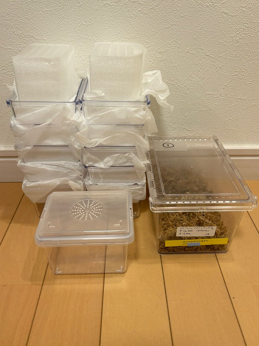 クワBOX 30個 まとめ売り クワBOX 30個 まとめ売り クワBOX 30個 まとめ売り クワBOX 30個