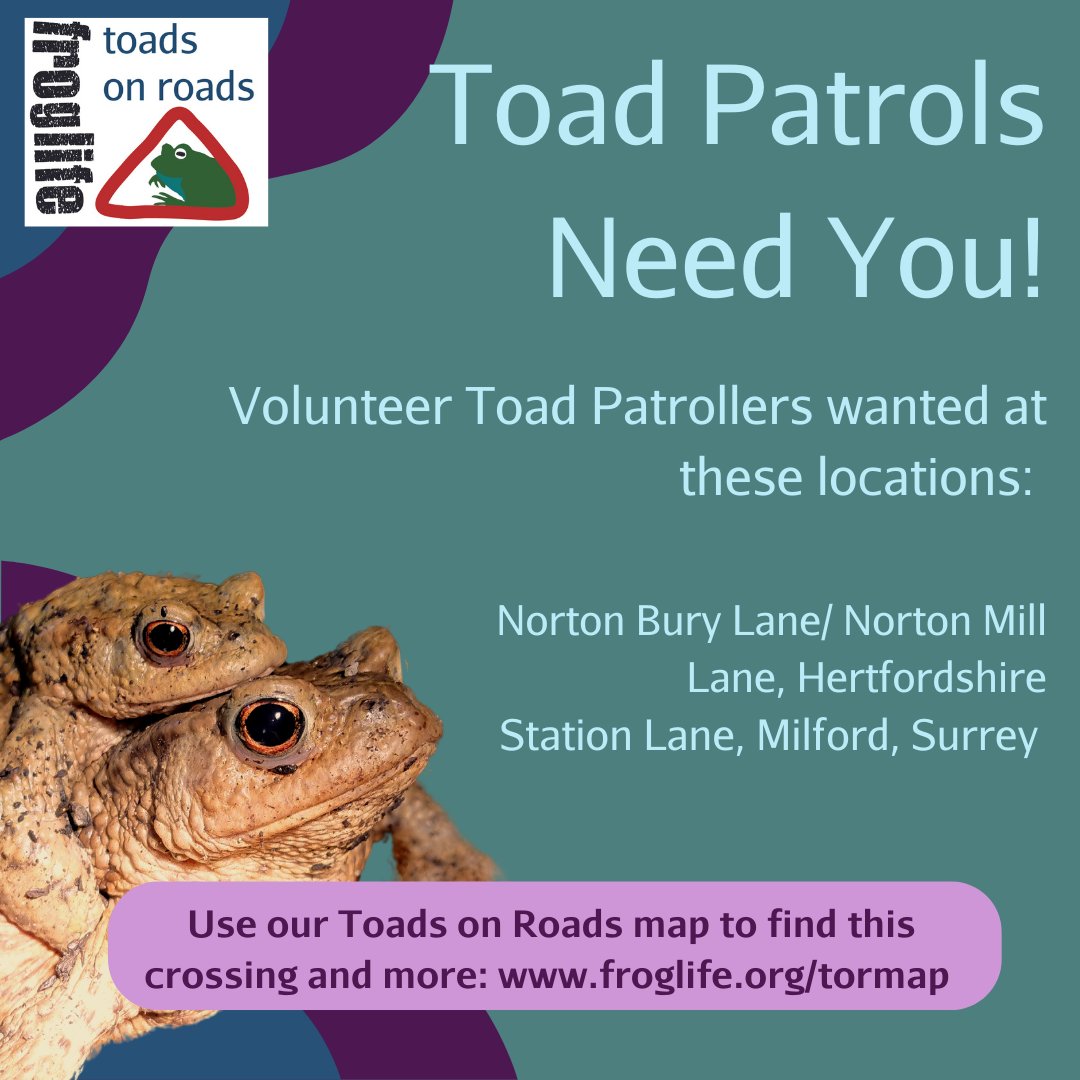 #ToadPatrol season is approaching & patrols need volunteers. No experience necessary & you will get to participate in one of the UK's most iconic wildlife events! You can search for & contact your local Toad Patrol by using our #ToadsOnRoads map: ow.ly/Jf7J50Qs5bU