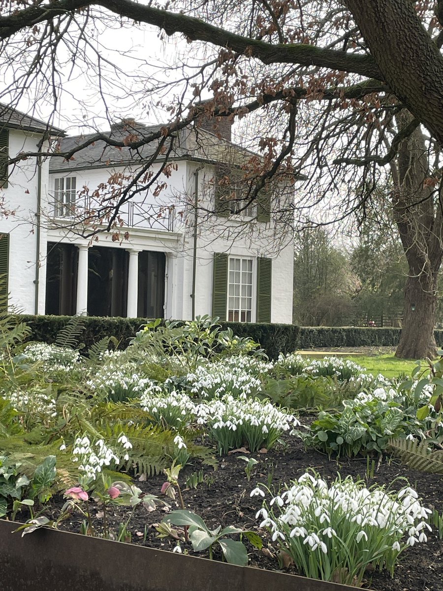 Monday ‘must-sees’ if you’re planning a visit -
🌵our group of Moonflowers (or ‘lunation’ as voted by our followers) is getting ready to bloom. The bud on flower A is plump &amp; should flower any day
🌱 carpets of snowdrops throughout the Garden look bigger &amp; better than ever!