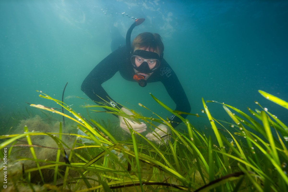 JOB ALERT
COMMUNICATIONS OFFICER AT PROJECT SEAGRASS

Deadline: 18th February
Salary: £25,000 - £28,000 a year - Full-time
Location: Bridgend (near Cardiff), South Wales 

buff.ly/3UkbVvw