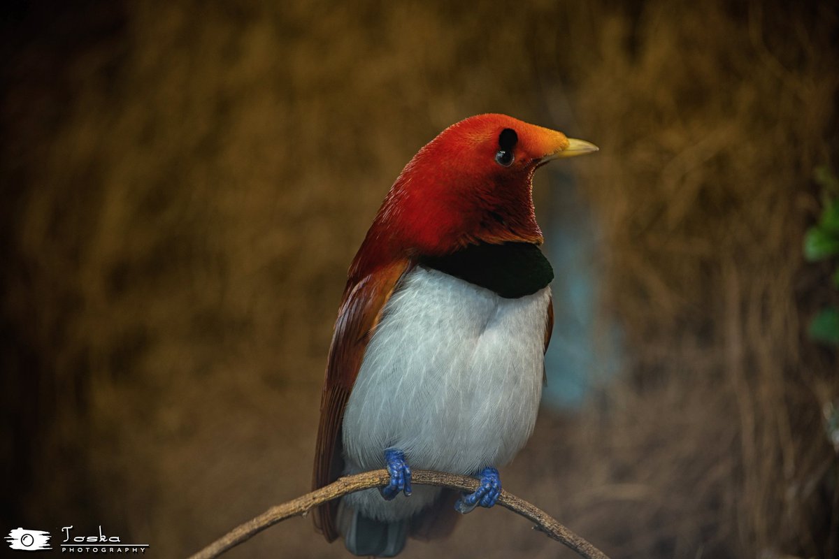 King bird-of-paradise 🐦🐦
#birdsofparadise #kingbirdofparadise #birdphotography #wildlifephotography