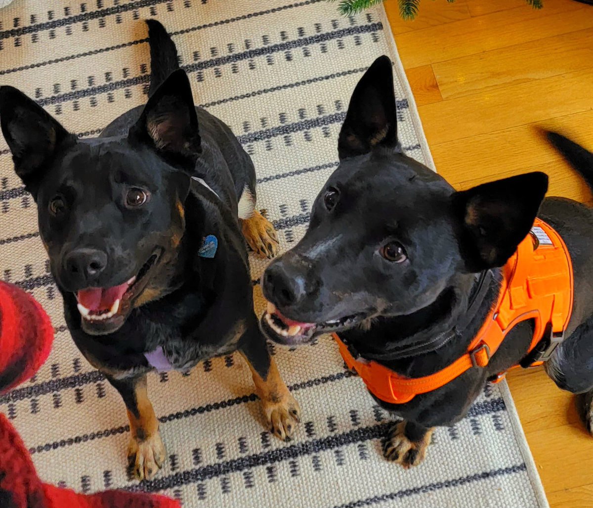 My dog just met up with her twin brother, they were separated 1.5 years ago when both adopted - we reconnected on @embarkvet DNA test (and yes, we have a discount with them on @JuniperPet coming soon! 🐾🥳)