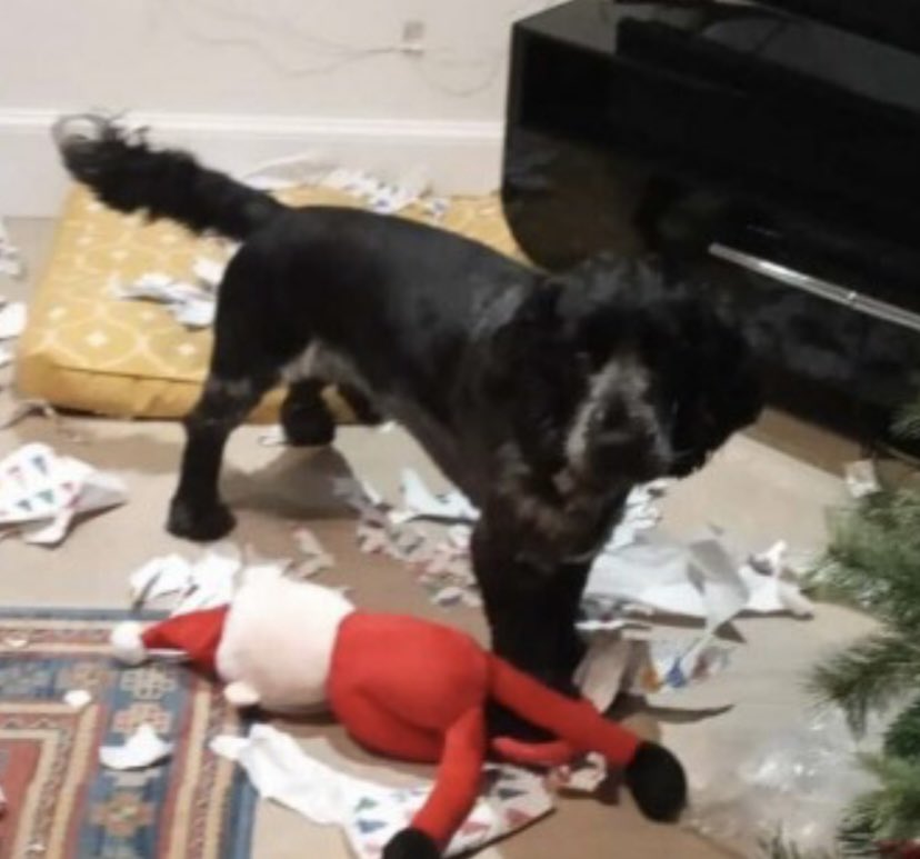 rosieDoc2's tweet photo. #SpanielHour
โผ๏ธMISSING ONE YEARโผ๏ธ๐
REUBEN lost just north of #Newtonhill #Aberdeenshire on the path that loops around CRANHILL #AB39 SCOTLAND ๐ด๓ ง๓ ข๓ ณ๓ ฃ๓ ด๓ ฟ 1/1/23
Male/adult Blue Roan #CockerSpaniel
CHIPPED
https://t.co/lxoTE61iDQ
@AberdeenNews @AbdnVoice @linda_kinnon @JacquiSaid https://t.co/Zk4zn6vZcw