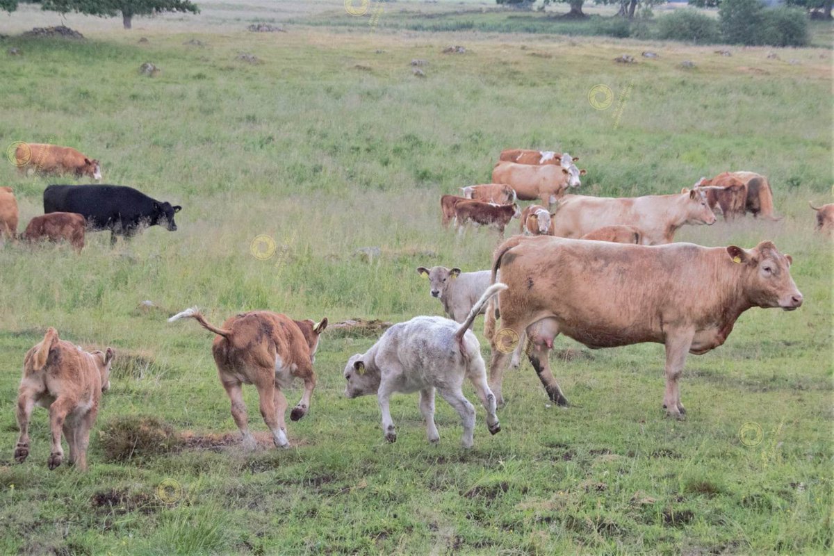NuSeven's tweet image. Kids being kids, or calves or bulls.
#funonthefarm #Bulls #calves #kidsfights
