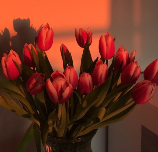 ftcarpe's tweet photo. tulipanes. https://t.co/pZ569dOXhv