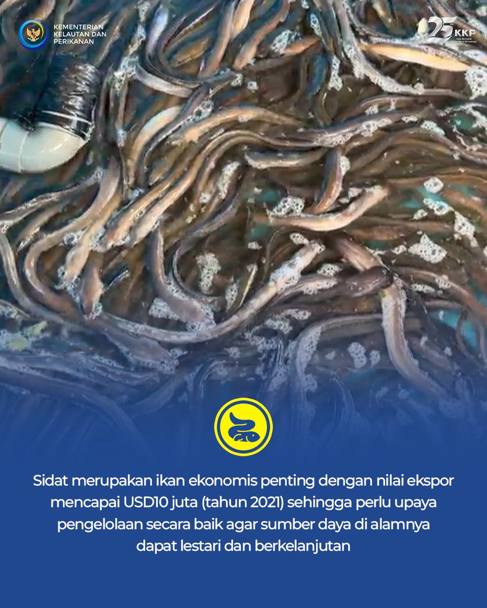 kkpgoid's tweet photo. Siapa nih yang setuju kalau next konten Mimin bahas kuliner olahan sidat? Komen yaa 😉
#25TahunKKP #SailBeyondWithBlueEconomy #2024KKPBeyond #EkonomiBiru #MenteriKKP #KKPGOID #SaktiWahyuTrenggono #SeninSemangat #Sidat #PelepasliaranSidat https://t.co/pnYKN7pz0Y