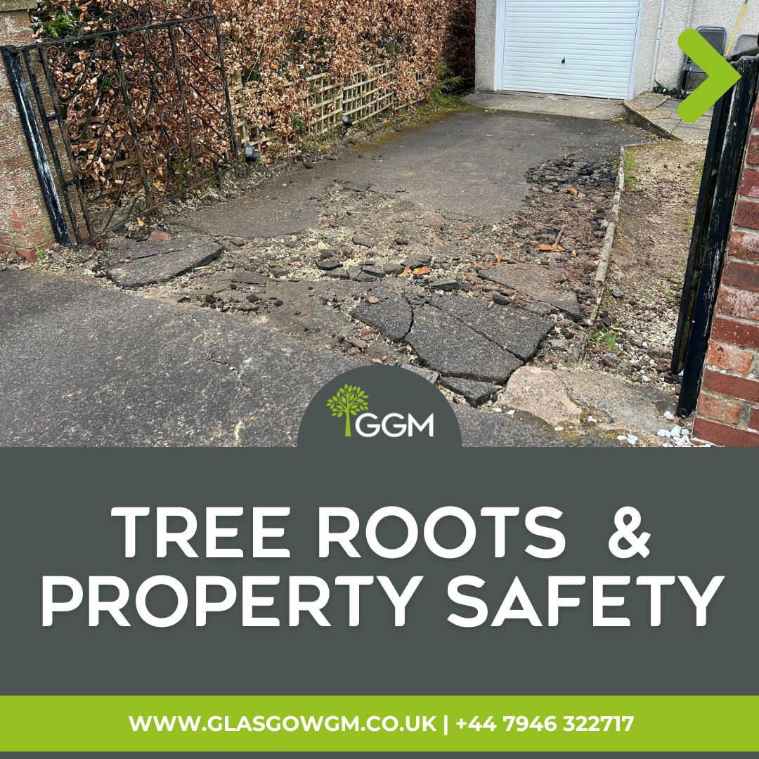 GGMArborists's tweet image. 🚧 Tackling hidden risks in urban landscaping! If you&apos;re concerned about a tree on your property or its potential impact, don&apos;t wait for the signs of damage🌳🚗 Expert solutions for tree health and property safety.  #UrbanTreeCare #SustainableLandscaping