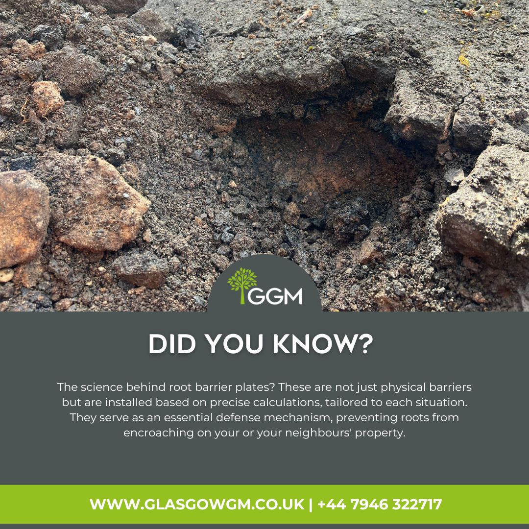 GGMArborists's tweet image. 🚧 Tackling hidden risks in urban landscaping! If you&apos;re concerned about a tree on your property or its potential impact, don&apos;t wait for the signs of damage🌳🚗 Expert solutions for tree health and property safety.  #UrbanTreeCare #SustainableLandscaping