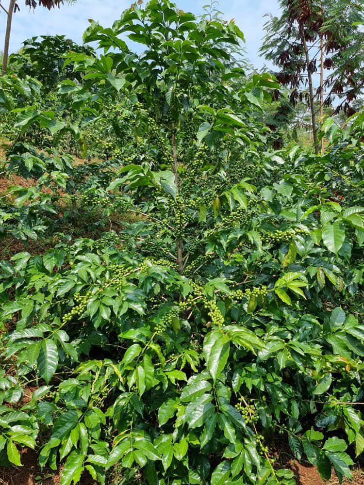 CUP2Rwanda's tweet photo. #CUP2 has continuously monitored the growth of #Mibirizi variety across seven project sites. The trees are healthy and expected to produce more cherries than before in this season. @RwandAgriExport https://t.co/W3MuSY0zkO