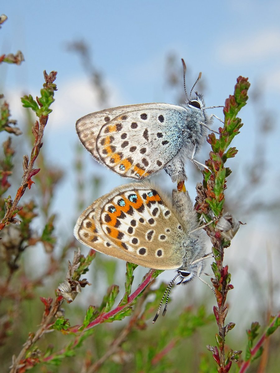 Ondanks de zorgwekkende aantasting van het leefgebied van het #Heideblauwtje in de omgeving van #Raalte, doet hij het boven verwachting goed, de laatste paar jaren. #vlindermaand is een initiatief van <a href="/ErikDePay/">Erik 🦋</a>. <a href="/LandschapOV/">Landschap Overijssel</a> @GemeenteRaalte #Boetelerveld #herstelwerkzaamheden