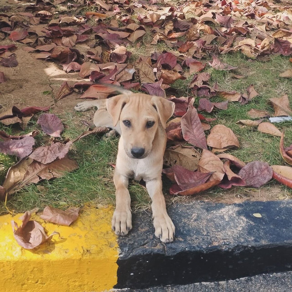 Abhishek Joshi 👨💻🐶 (@kaalicharan) on Twitter photo 🐾 2 pups sighted inside Mayor Radhakrishnan Hockey Stadium in Egmore, #Chennai.
🙏 Seeking rescue and forever homes. Help spread the word to ensure these furry friends find safety and love. #AdoptDontShop
Contact 9344123240 or email cat@dogwithblog.in
RT! 🐾 2 pups sighted inside Mayor Radhakrishnan Hockey Stadium in Egmore, #Chennai.
🙏 Seeking rescue and forever homes. Help spread the word to ensure these furry friends find safety and love. #AdoptDontShop
Contact 9344123240 or email cat@dogwithblog.in
RT!
