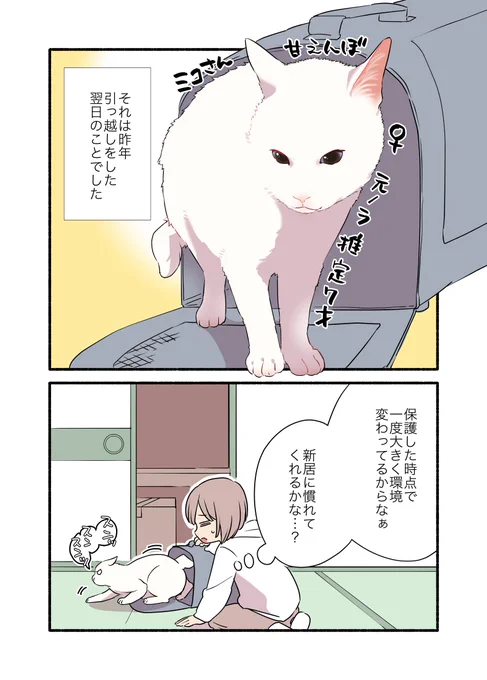 引っ越し先で飼い猫が行方不明になった話 (1/2)  #漫画が読めるハッシュタグ #愛されたがりの白猫ミコさん