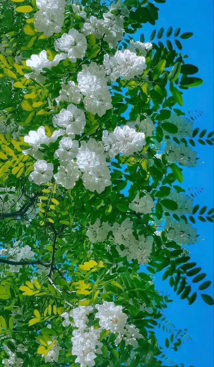 ✍🏻
#ThePromisedSaviour 𝗠𝗔𝗛𝗗𝗜 is the key to justice &amp; the symbol of divine justice on earth. 
As a result, all humanity look forward to his Excellency’s reappearance..💫🦋