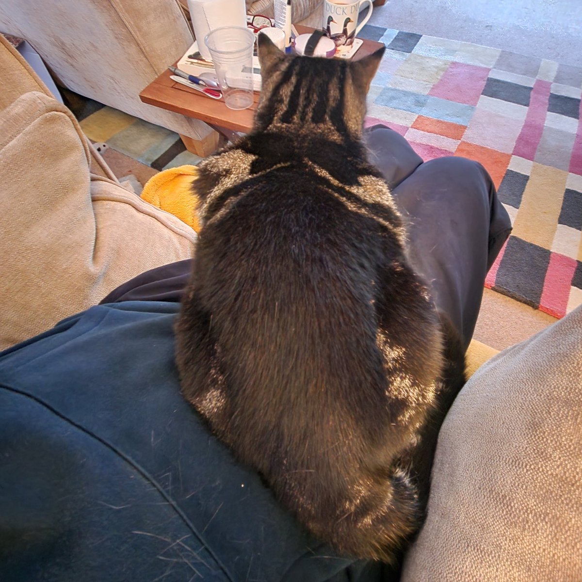 JessFudge20's tweet image. Rear loaf #Backatcha ❤️😽🐾 #Betty
