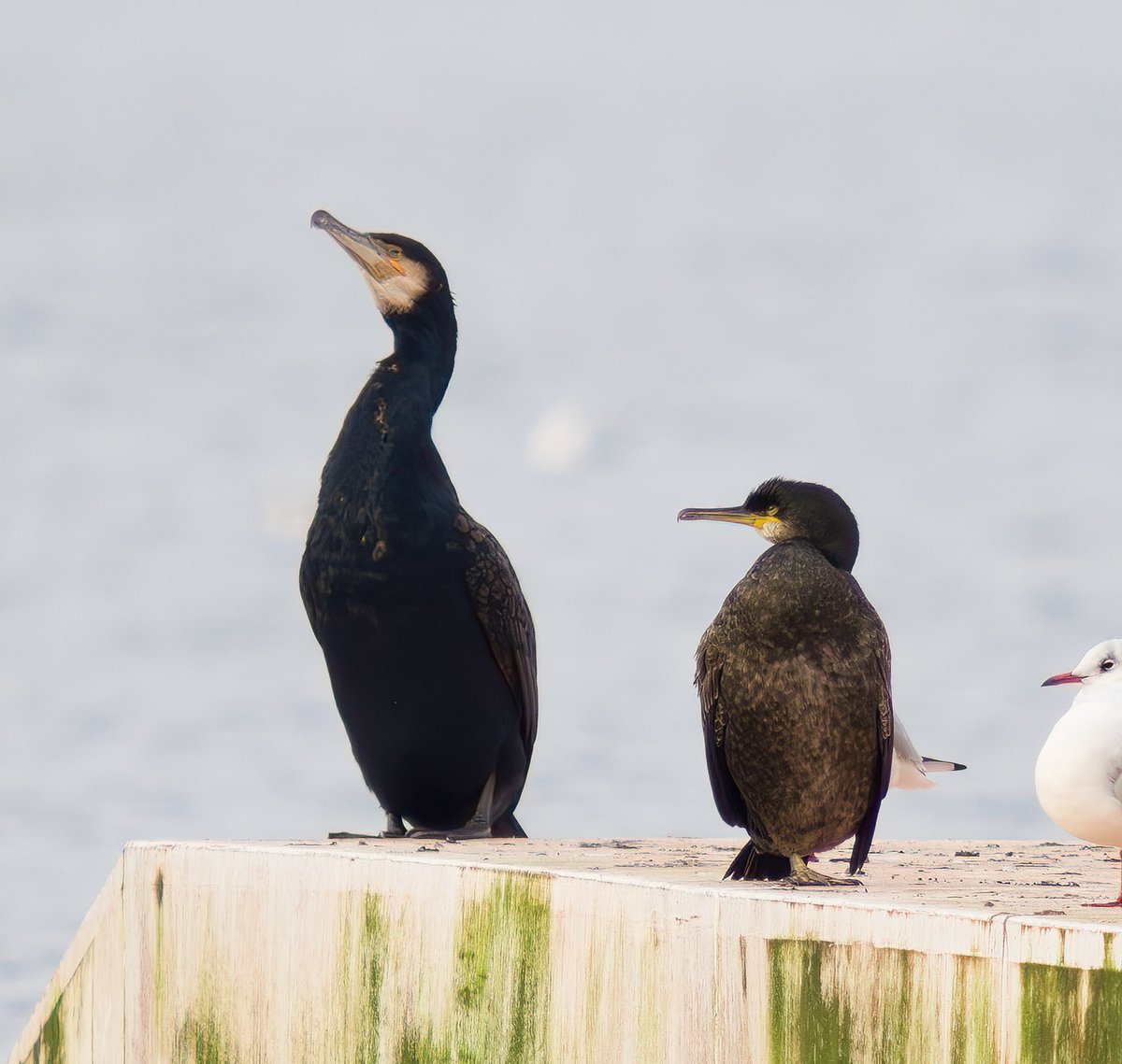 KeithW27a's tweet photo. Cormorant and Shag for comparison @CWG_sightings @StaffsWildlife https://t.co/OLx1YsPcVp