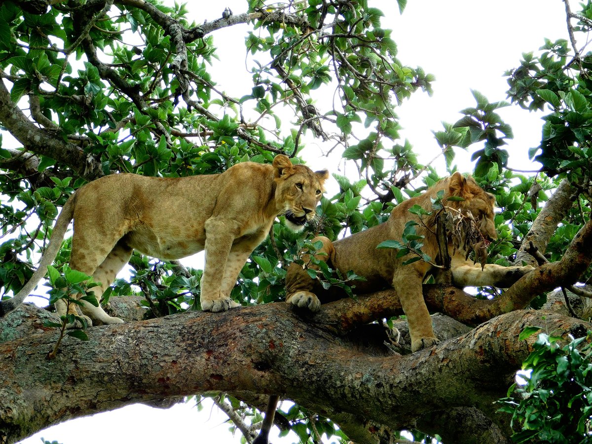 #Hiddengem: the tree-climbing lions of #Ishasha in #QueenElizabethNationalPark. Marvel at these majestic creatures who defy norms by resting high in fig trees. A rare sight in the wild, exclusive to the #PearlofAfrica
To book call +256 317 333 000
Email: info@aerolinkuganda.com