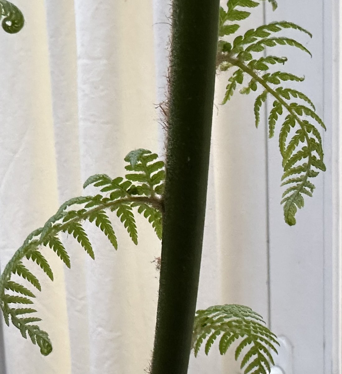 Tree fern fronds unfurling. 🌱💚