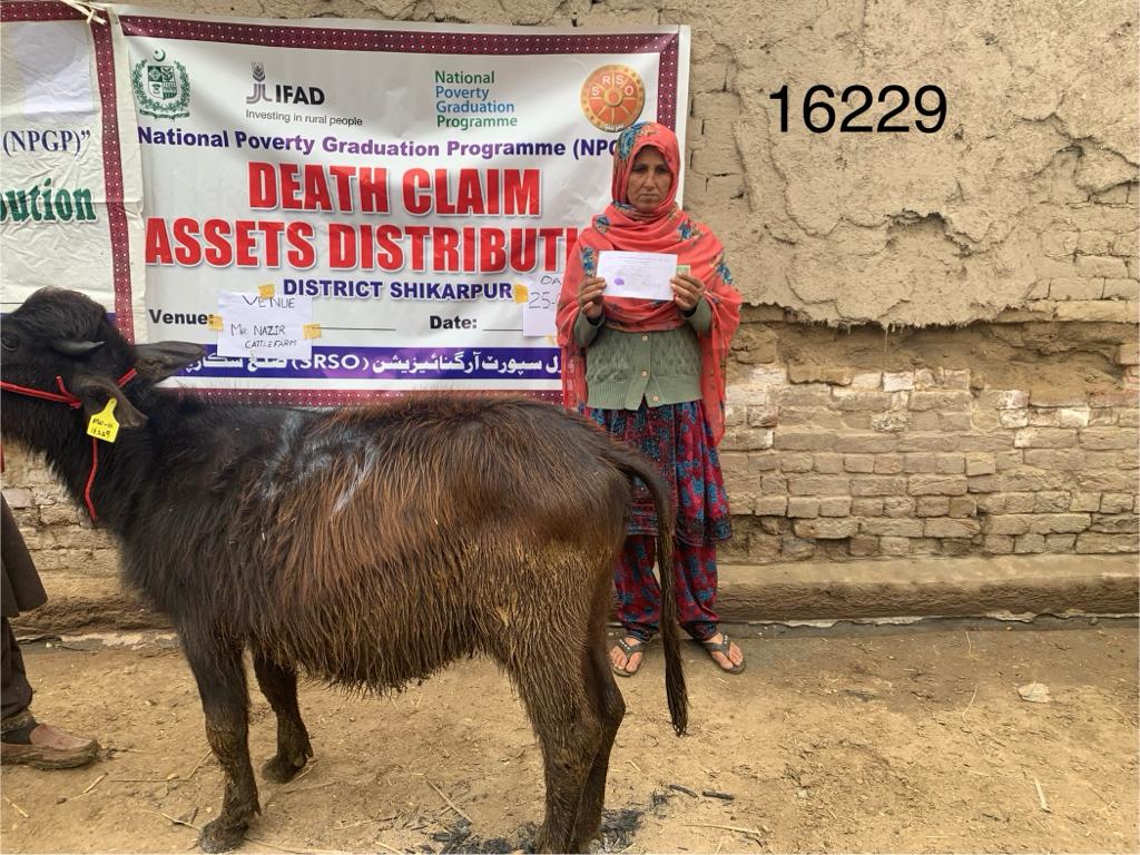 SRSO_Official's tweet photo. #SRSO hs transferred productive assets, (heifers), to 04 ultra-poor BNFs of the #BISP in dist Shikarpur under the @npgppk-#MoPASS funded by @IFAD. This transfer ws made as a replacement for the beneficiaries' death claims through insurance coverage to safeguard their livelihoods. https://t.co/h66R09zs0D