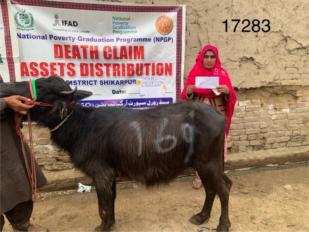 SRSO_Official's tweet photo. #SRSO hs transferred productive assets, (heifers), to 04 ultra-poor BNFs of the #BISP in dist Shikarpur under the @npgppk-#MoPASS funded by @IFAD. This transfer ws made as a replacement for the beneficiaries' death claims through insurance coverage to safeguard their livelihoods. https://t.co/h66R09zs0D