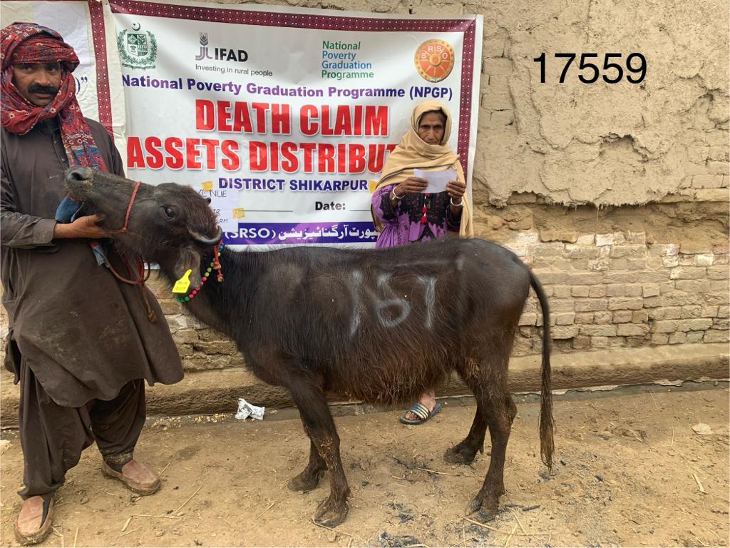 SRSO_Official's tweet photo. #SRSO hs transferred productive assets, (heifers), to 04 ultra-poor BNFs of the #BISP in dist Shikarpur under the @npgppk-#MoPASS funded by @IFAD. This transfer ws made as a replacement for the beneficiaries' death claims through insurance coverage to safeguard their livelihoods. https://t.co/h66R09zs0D