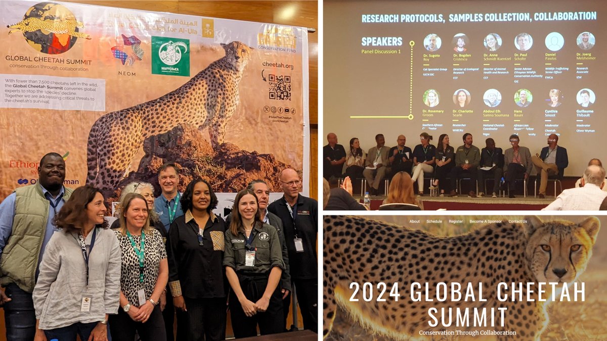 WildCRU is playing a key role in the Global Cheetah Summit being held in Ethiopia. Our researchers are presenting their work and helping guide future #conservation strategies for this threatened #cat. globalcheetahsummit.com