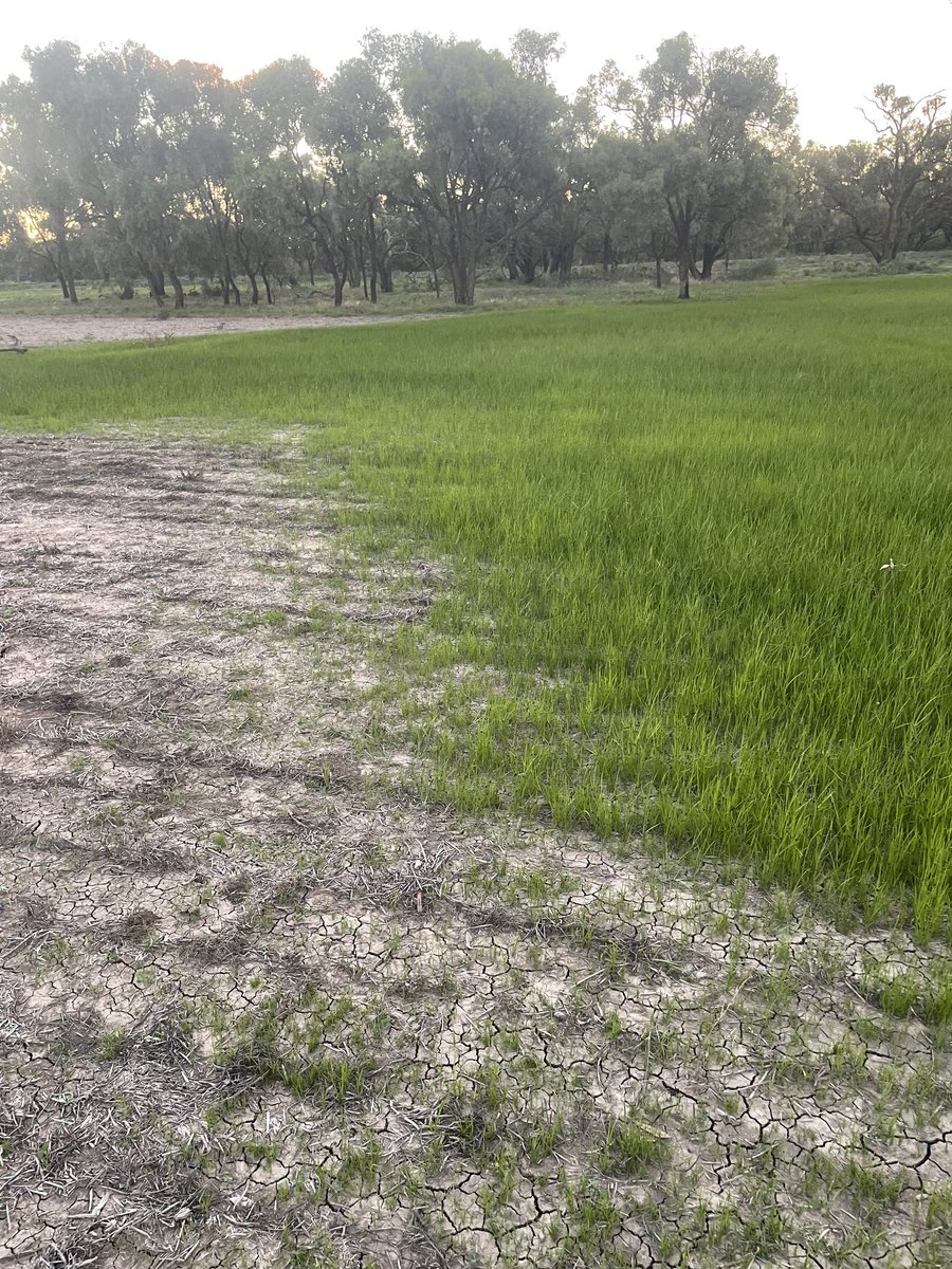 MeranGroveFarms's tweet photo. Any body know what this #weed is. Germinated after #floodwater has receded? https://t.co/1XYI6t13Md