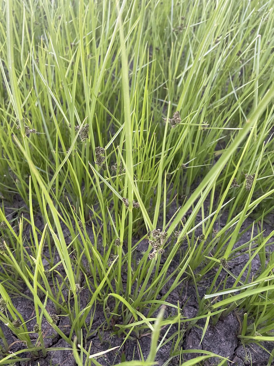 MeranGroveFarms's tweet photo. Any body know what this #weed is. Germinated after #floodwater has receded? https://t.co/1XYI6t13Md