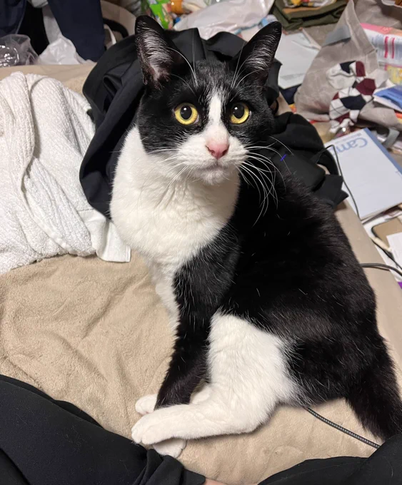 可愛い猫と汚い部屋もあるよ 