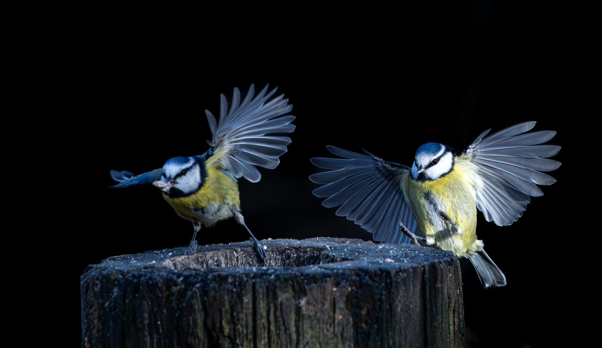 Blue tit chase . Have a great day folks .

#fsprintmondays #Wexmondays #sharemondays2024