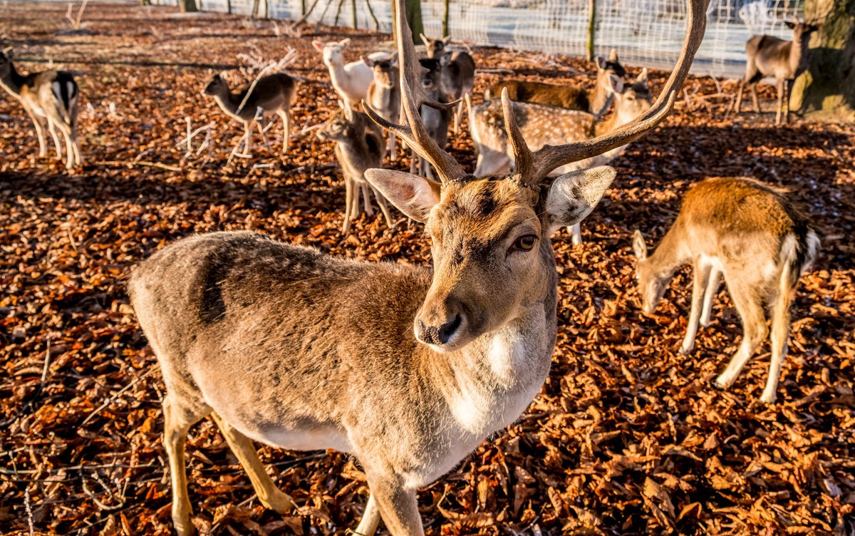 elbauenpark's tweet photo. Lust auf eine Food-Tour durch den Elbauenpark?🌰In den Winterferien gibt es wieder drei Termine mit Förster Uwe Frömert. Tierisch gut...🦌😃

Mehr Infos unter: https://t.co/xSO83Tr512

#elbauenpark #magdeburg #damwild #fütterung #winterferien https://t.co/0qXySU47C9