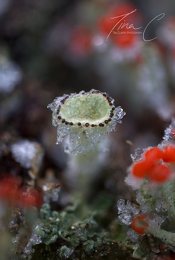 Little frosted cup lichen among Devil's Matchsticks at @scohaboy @CCWPeatlands @peatlandsLIFEIP @PeatlandConserv @PeatlandsG @forum_wetlands @CurrachBooks