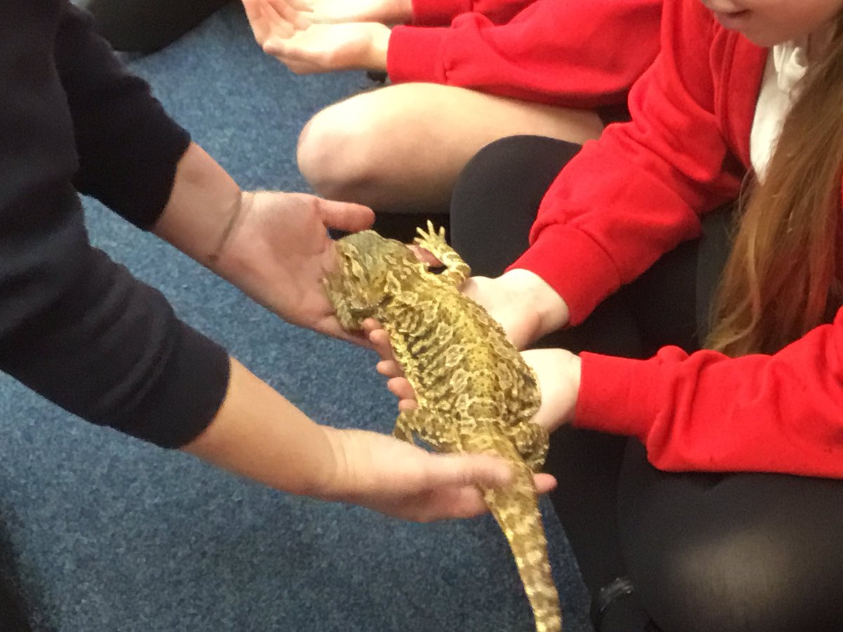 HighLeghPrimary's tweet image. Lots of hands on in our workshop today 🐍🐸🐌 @AnimalsTakeOver thank you Lindsay