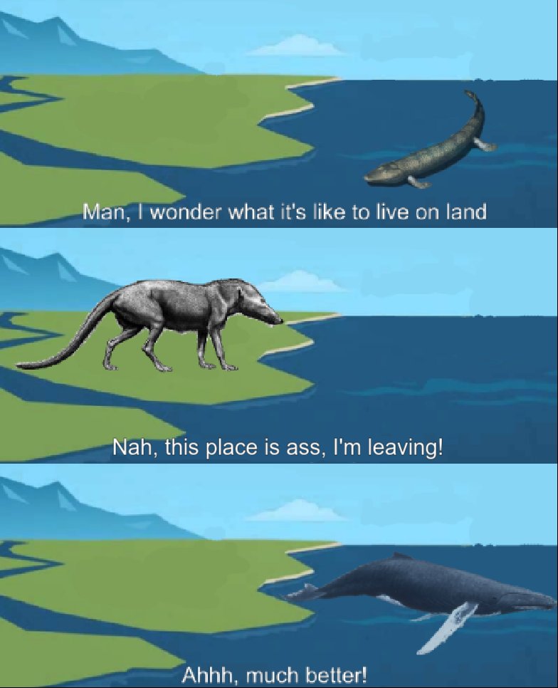 Dank Meme Dealer 👌🏽 on X: Whale evolution: #dankmemes #memes