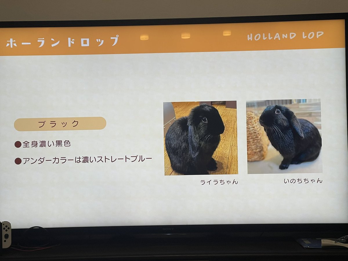 nobirio02's tweet photo. @miitan201811 写真お願いしてた事をすっかり忘れて、「おっ、動画上がってるじゃん」と思い見てみたら、うちの🐰🐰たちが‼️嬉しくて変���声出ました笑 https://t.co/Zz8MgCG1qf