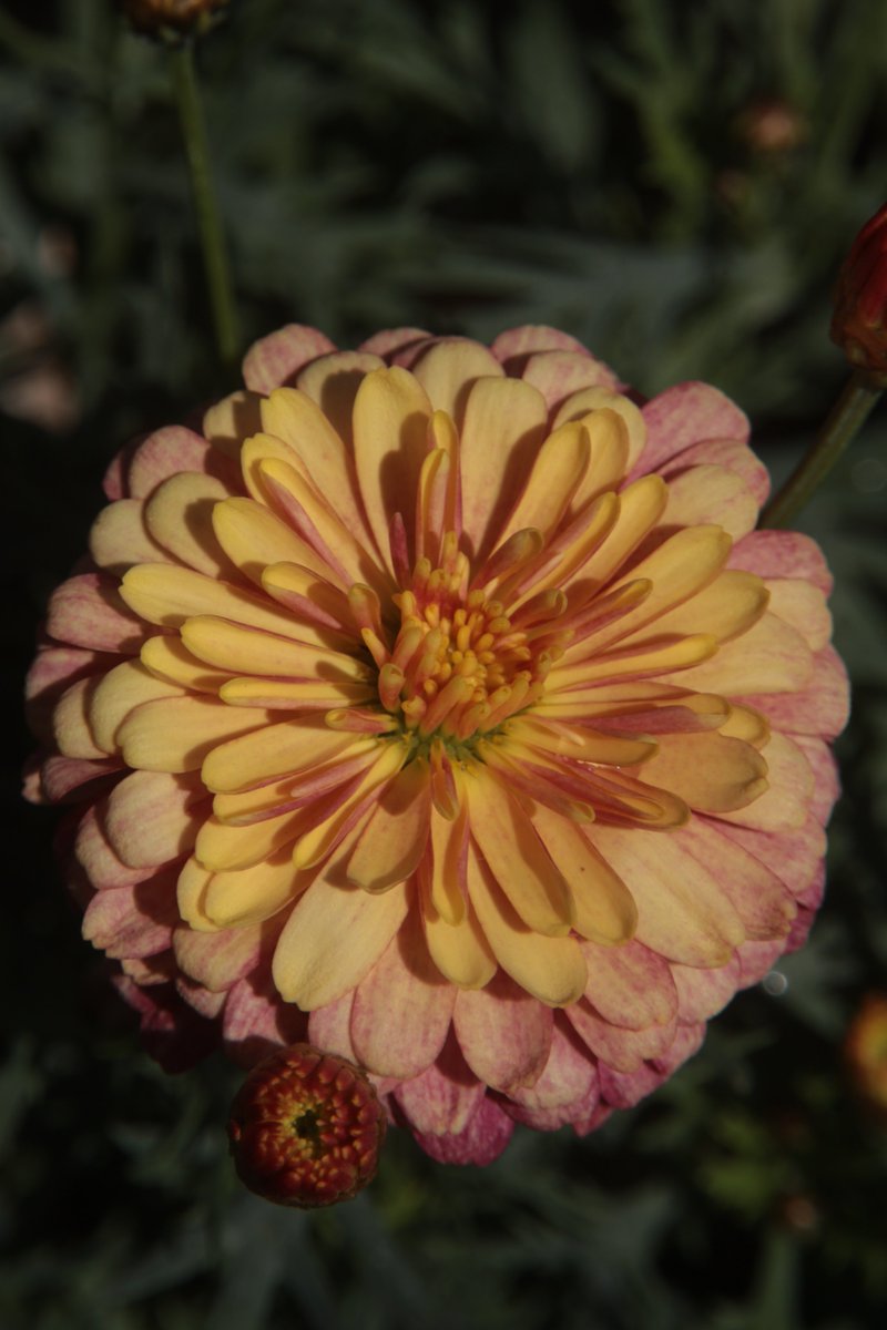 Kenji 🌸 delivering flowers every day 🌸 🐦 tweet media