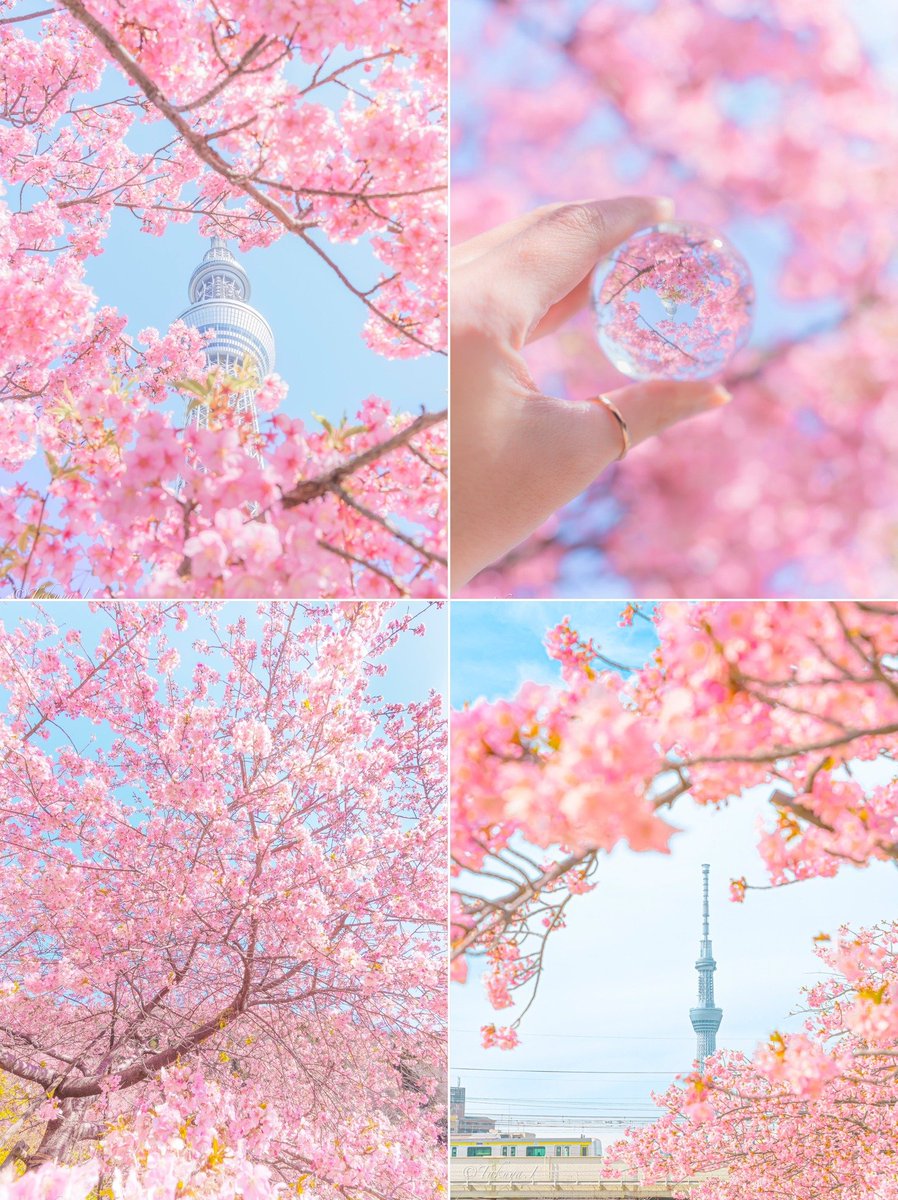 JapanGoEMON_'s tweet photo. A gentle spring relief from the fatigue of the weekend 🌸
📸: taku_photo47
#GoEMON #GoEMONGlobal #Japan #japantravel #Nature #Japanrevealed #peaceful #tips #travel #HOTJAPAN #destination #places https://t.co/JoWiyjVthe