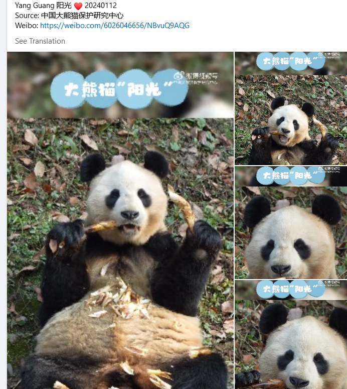 GrumpyPandaF1's tweet photo. @PositiveHairDay Yang Guang &amp; Tian Tian in China. 🐼😀 https://t.co/hwaSY04OLz